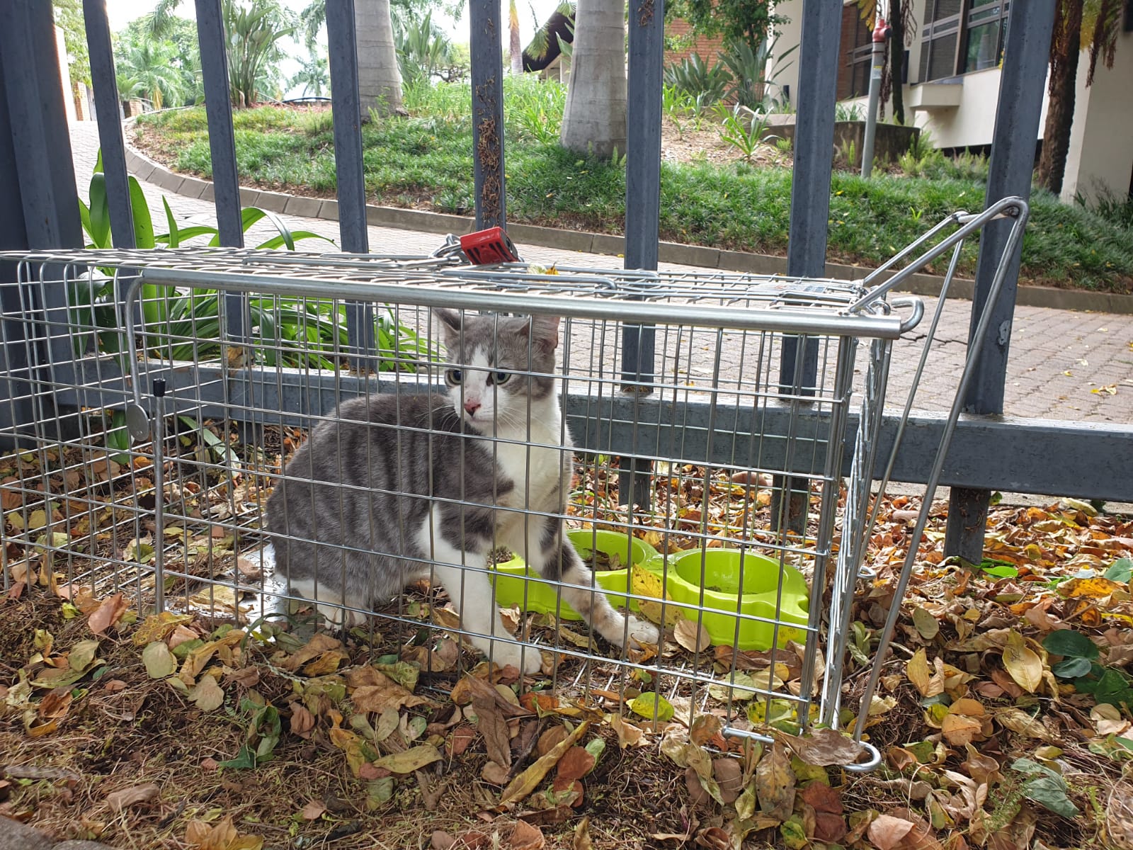 cat in trap