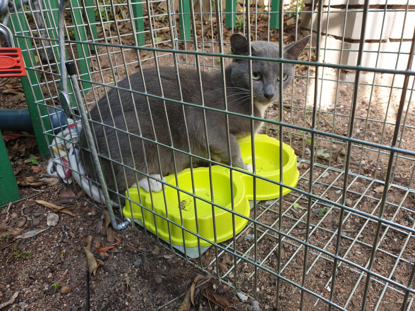 cat in trap1